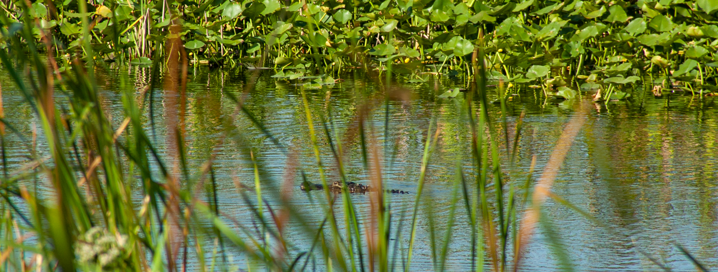 Alligator swims through a wetland surrounded by dense aquatic vegetation