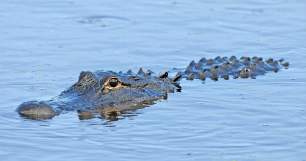 Close-up of an American Alligator partially submerged in blue water
