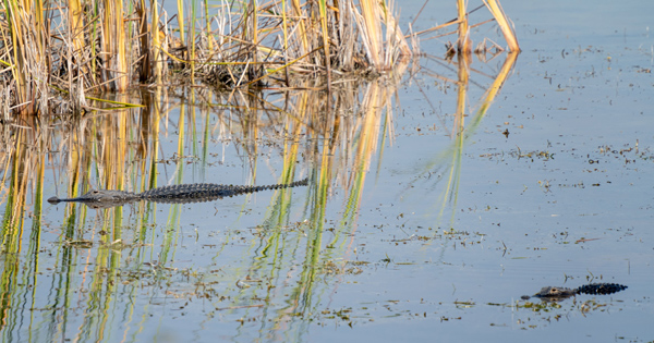 Two alligators swimming in shallow wetland water near tall marsh vegetation
