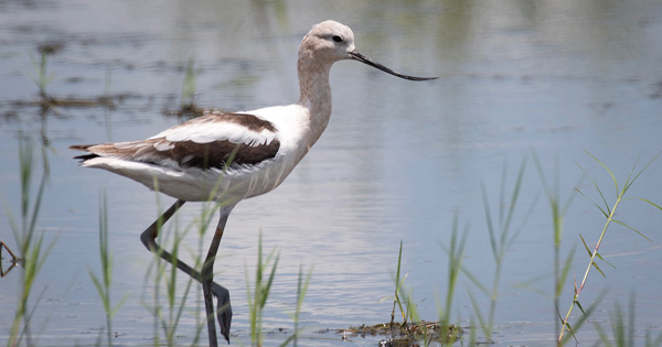 American Avocet at C-139