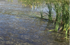 submerged aquatic vegetation 