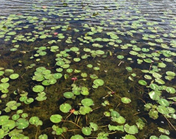 photo for rFAV study