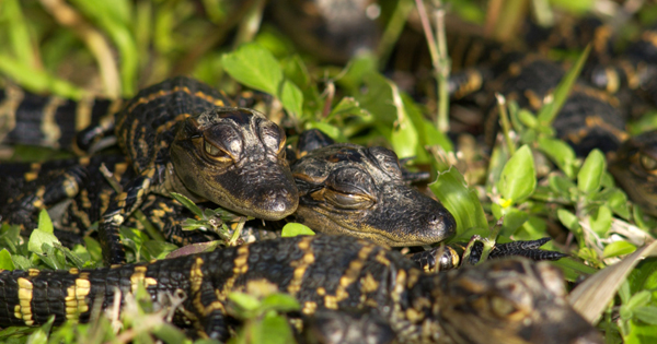 baby alligators