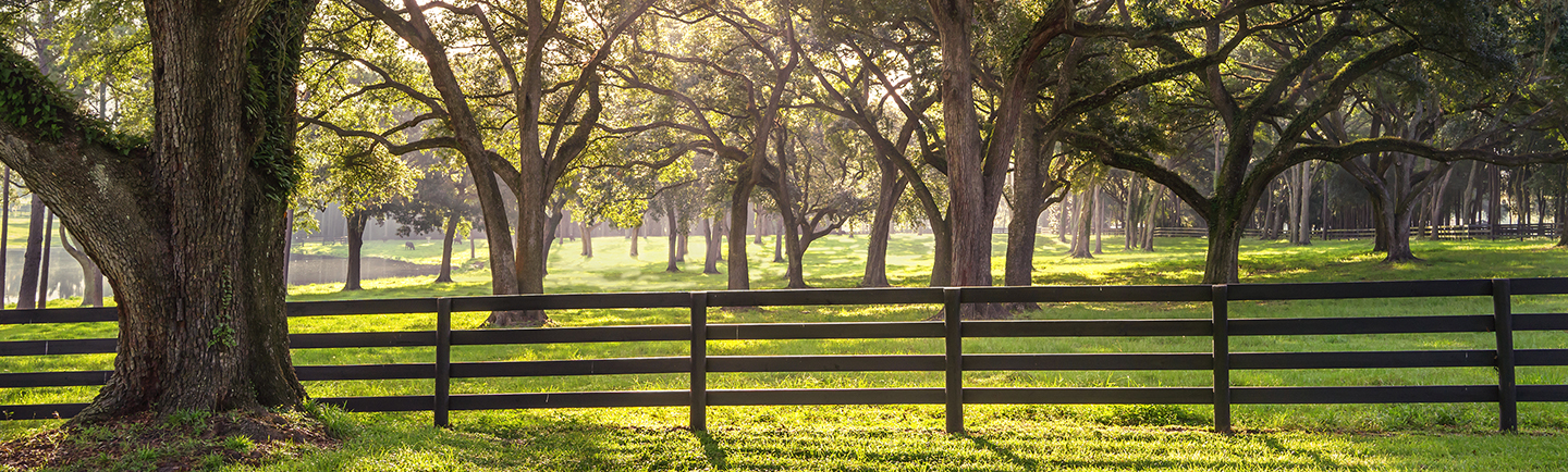 oak trees