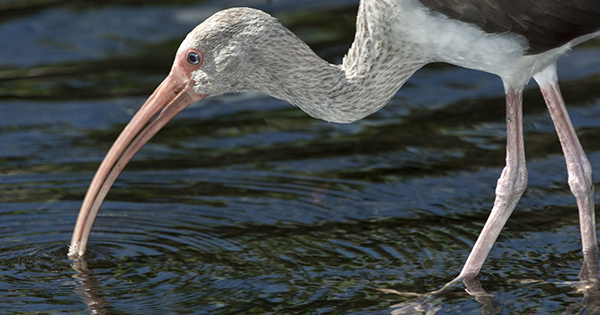 bird drinking water