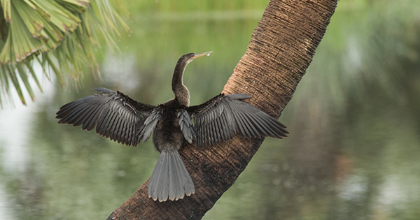 bird drying its wings on a tree