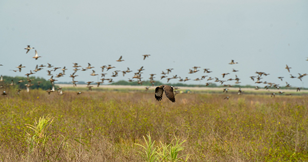 bird flying over brush