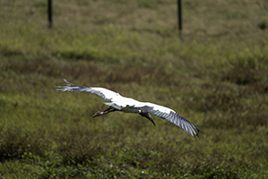 bird flying over grass field