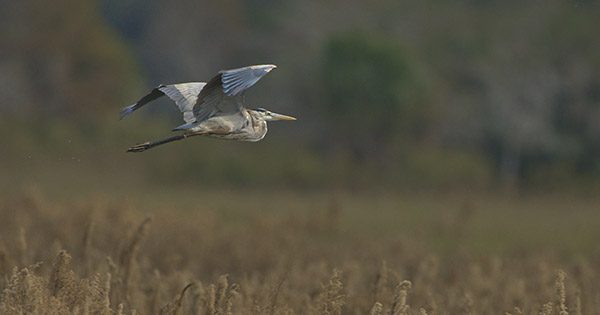 bird flying through field