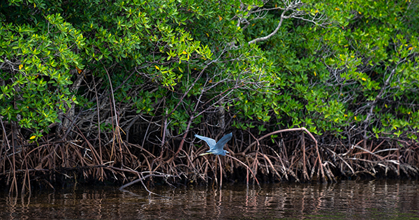 birds flying through a mangrove