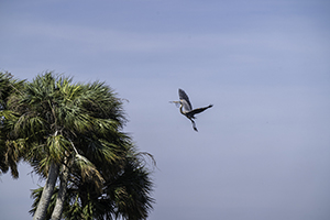 bird flying near palm tree
