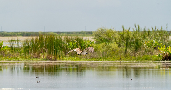 bird flying over wetland