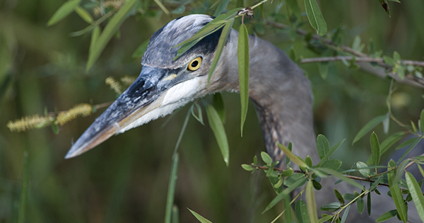 heron in tall grass