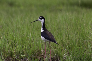 Black and white Bird