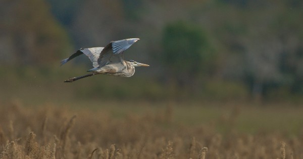 bird flying over field