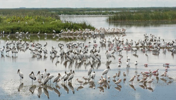 wading birds in wetland