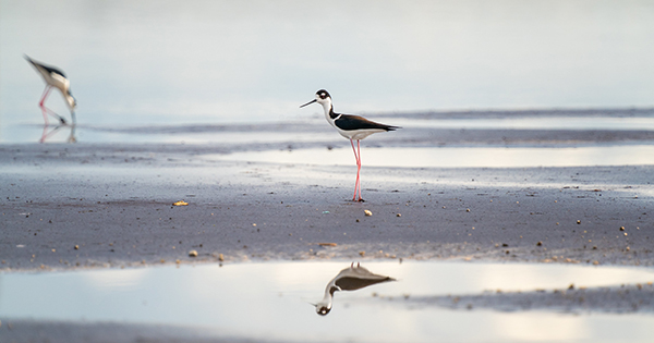 birds standing on a beach