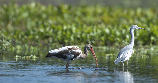 birds feeding in water