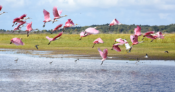 wading birds flying over water