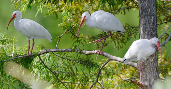 Birds-in-south-florida