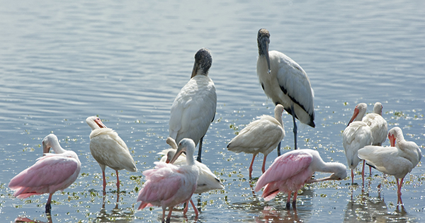 birds standing in water