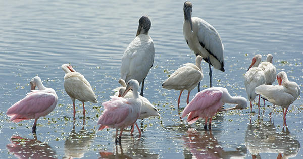 birds standing in water