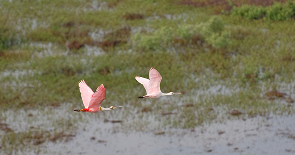 birds flying over wetland