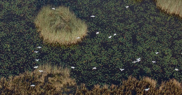 birds flying over a river