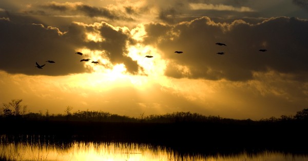 birds flying in the sky