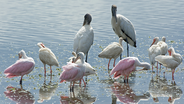 birds standing in water