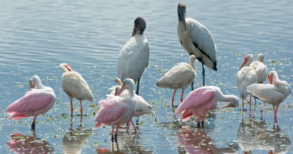 birds standing in water