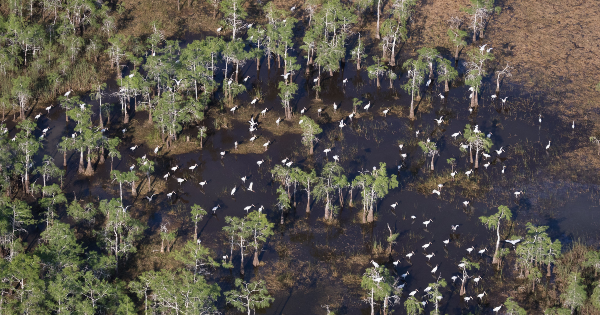 flock of birds standing in wetland