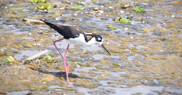 Black and white bird