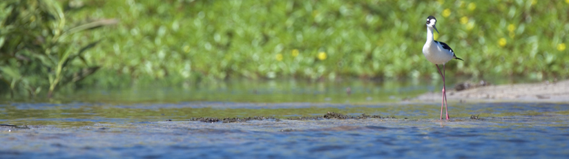 Black necked stilt bird standing by calm water