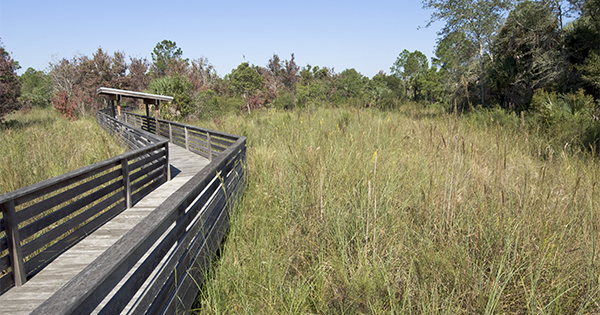 boardwalk through wetland