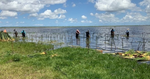 people walking through wetland