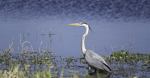 bird standing in water