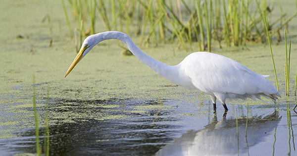 bird searching for food in water