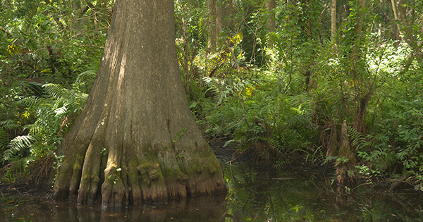 cypress tree in river