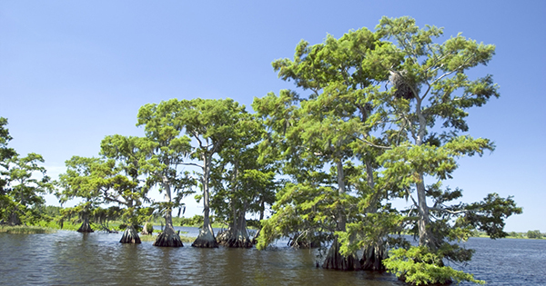 cypress trees