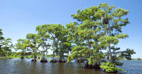 cypress trees in water