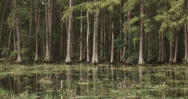 cypress trees in water