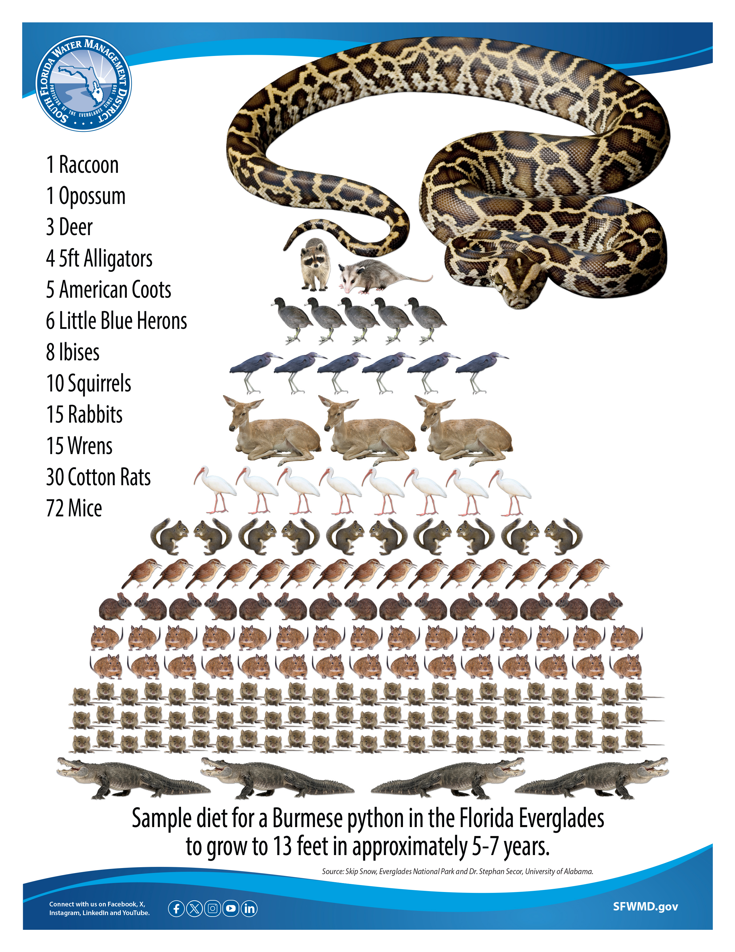 python diet chart