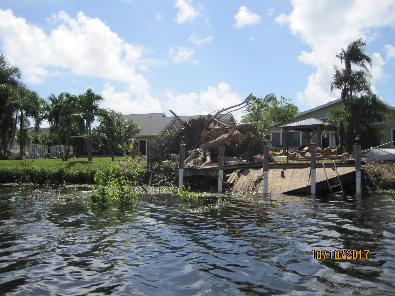 Photo of a tree and dock along the C-15 Canal brought down by Hurricane Irma