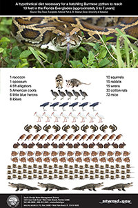 Click for Burmese python infographic