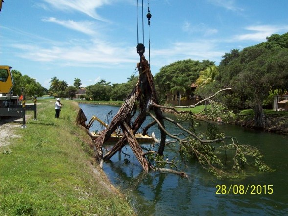 Tree in the C-100 Canal