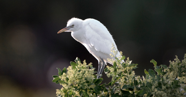 Egret Bird
