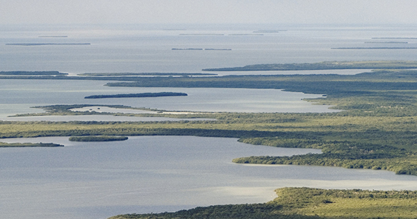 aerial view of the everglades