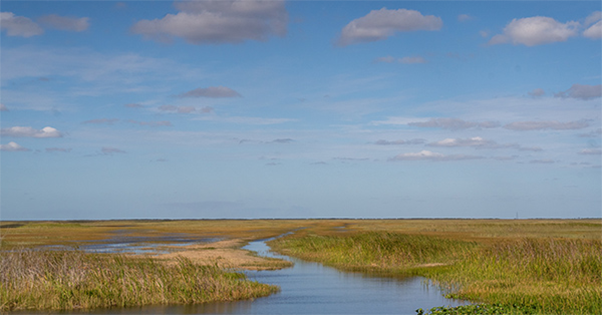 everglades