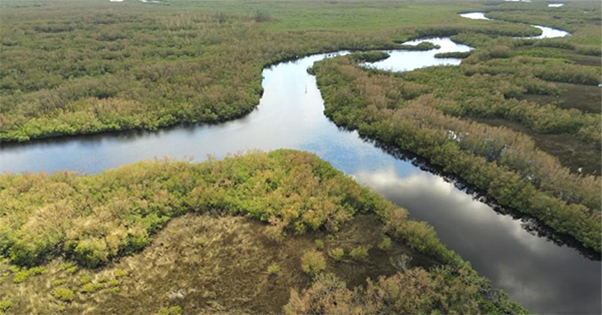 river running through the everglades